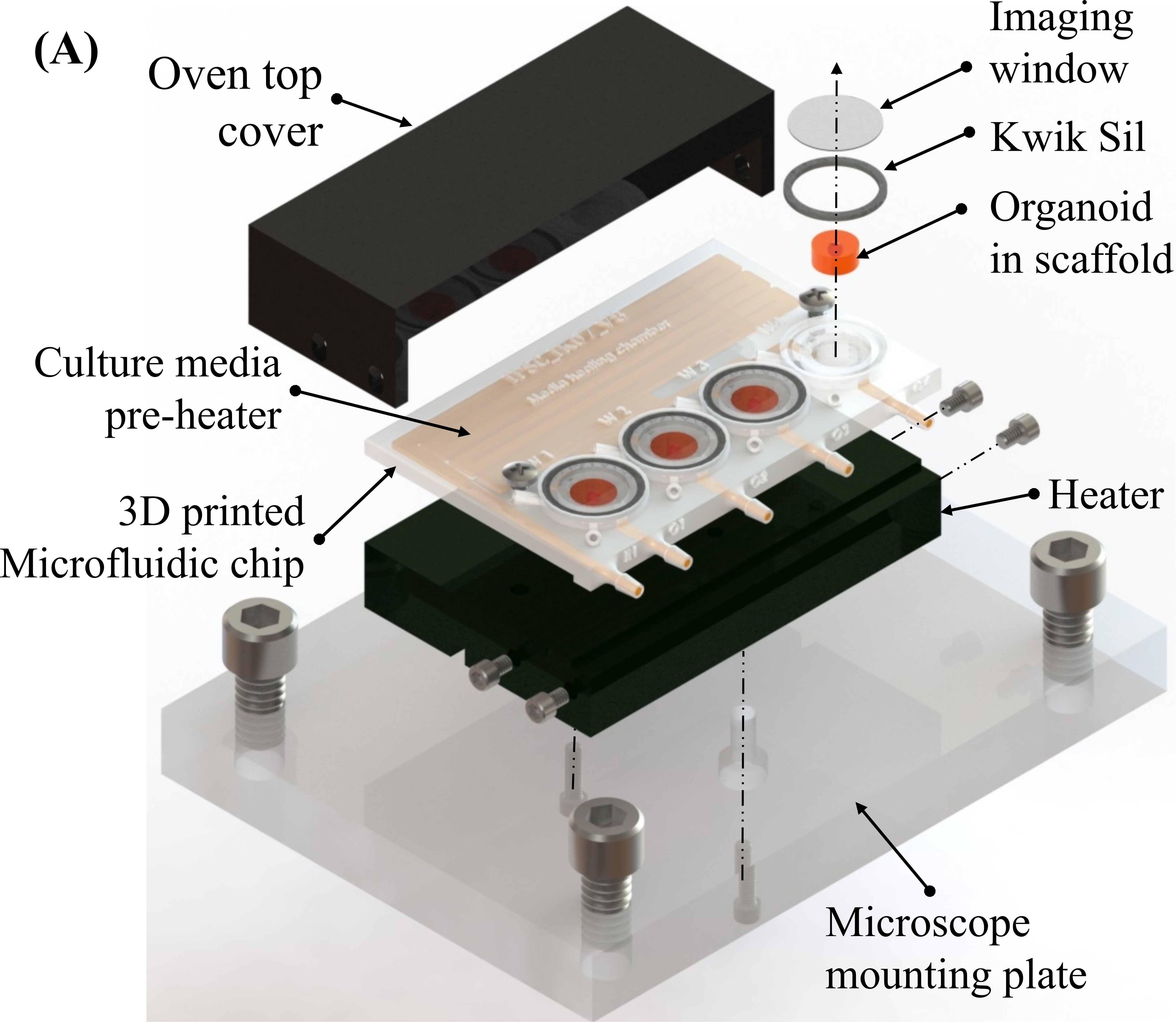 IIT Madras & MIT Scientists Grow Human Brain Tissues from a 3D Printed Bioreactor