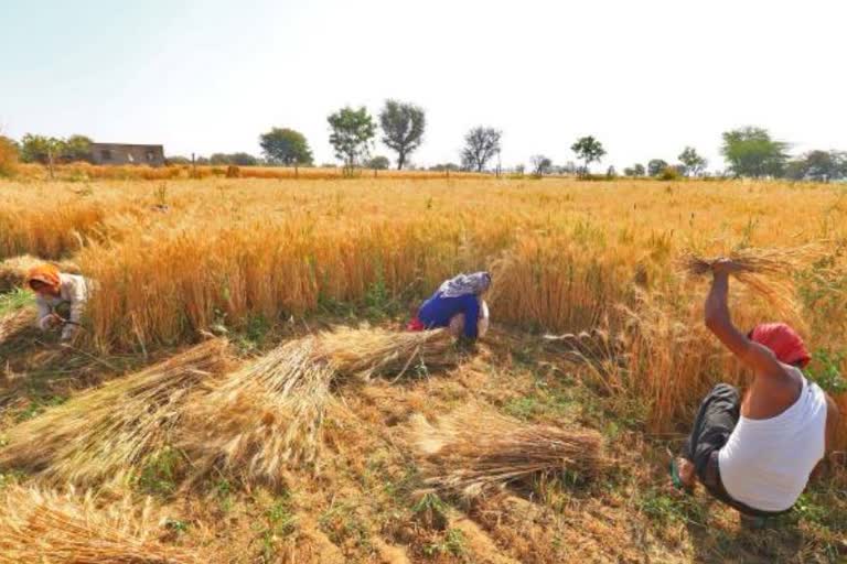 The cutting of crops is done early in the morning so that the produce can be sent for the wholesale markets or Mandis on the same day.