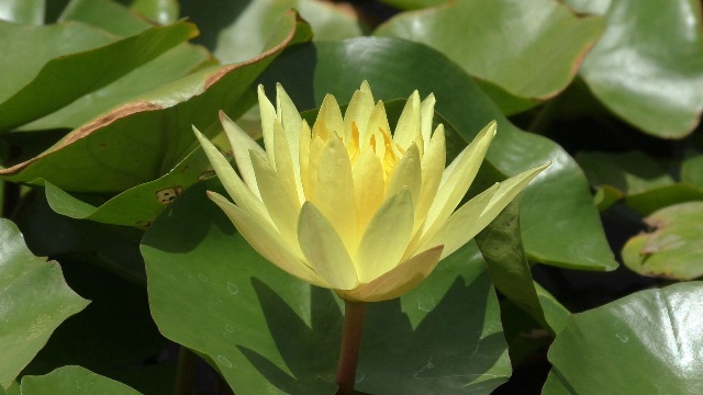 Anil Gote planted 67 varieties of lotus