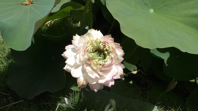 Successful planting of 67 varieties of lotus flowers in the field