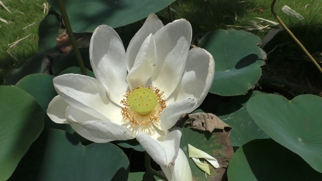 Anil Gote's farm has various crops, flowers and fruit trees