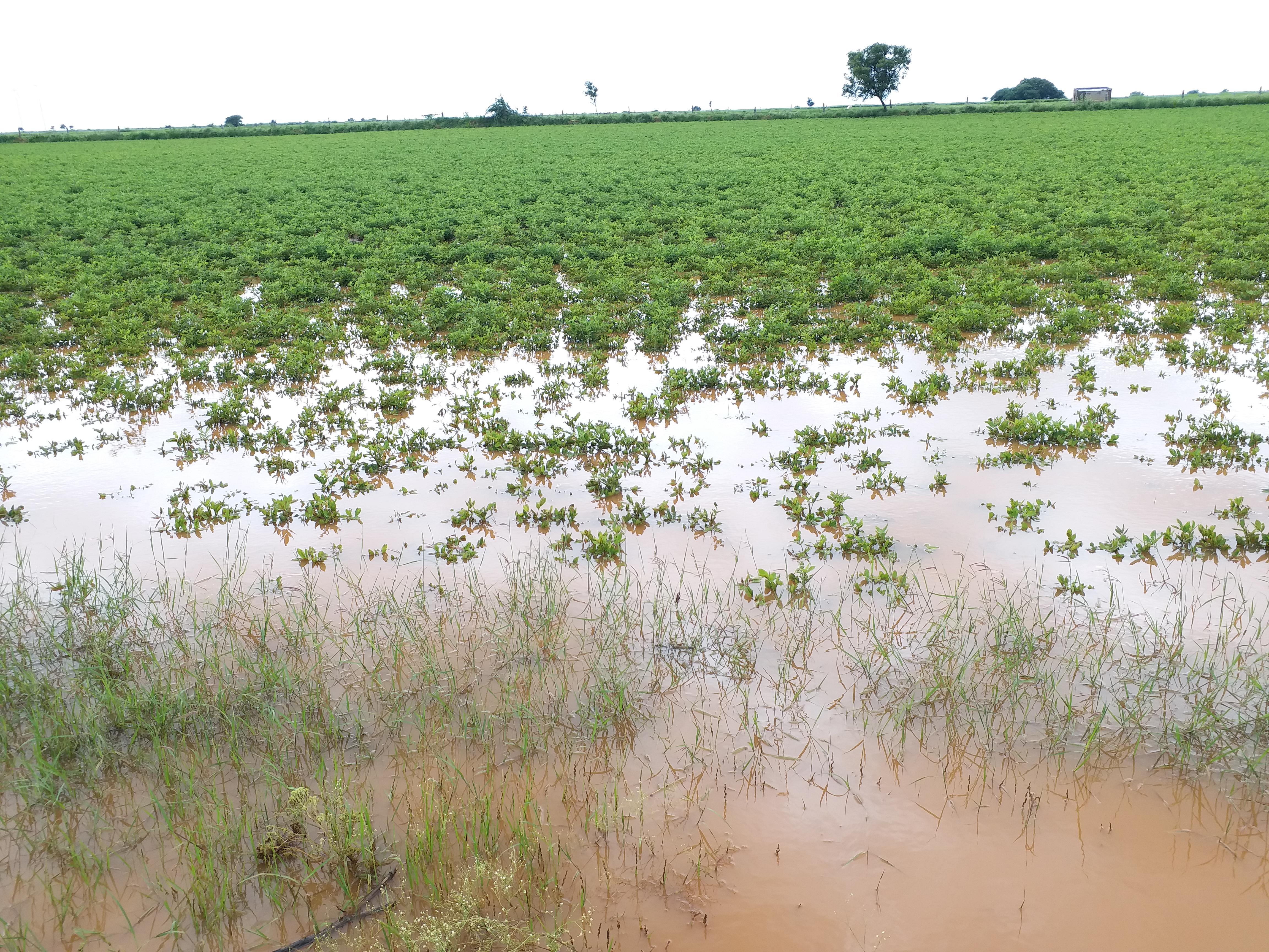 crop loss due to heavy rains in uravakonda ananthapuram district