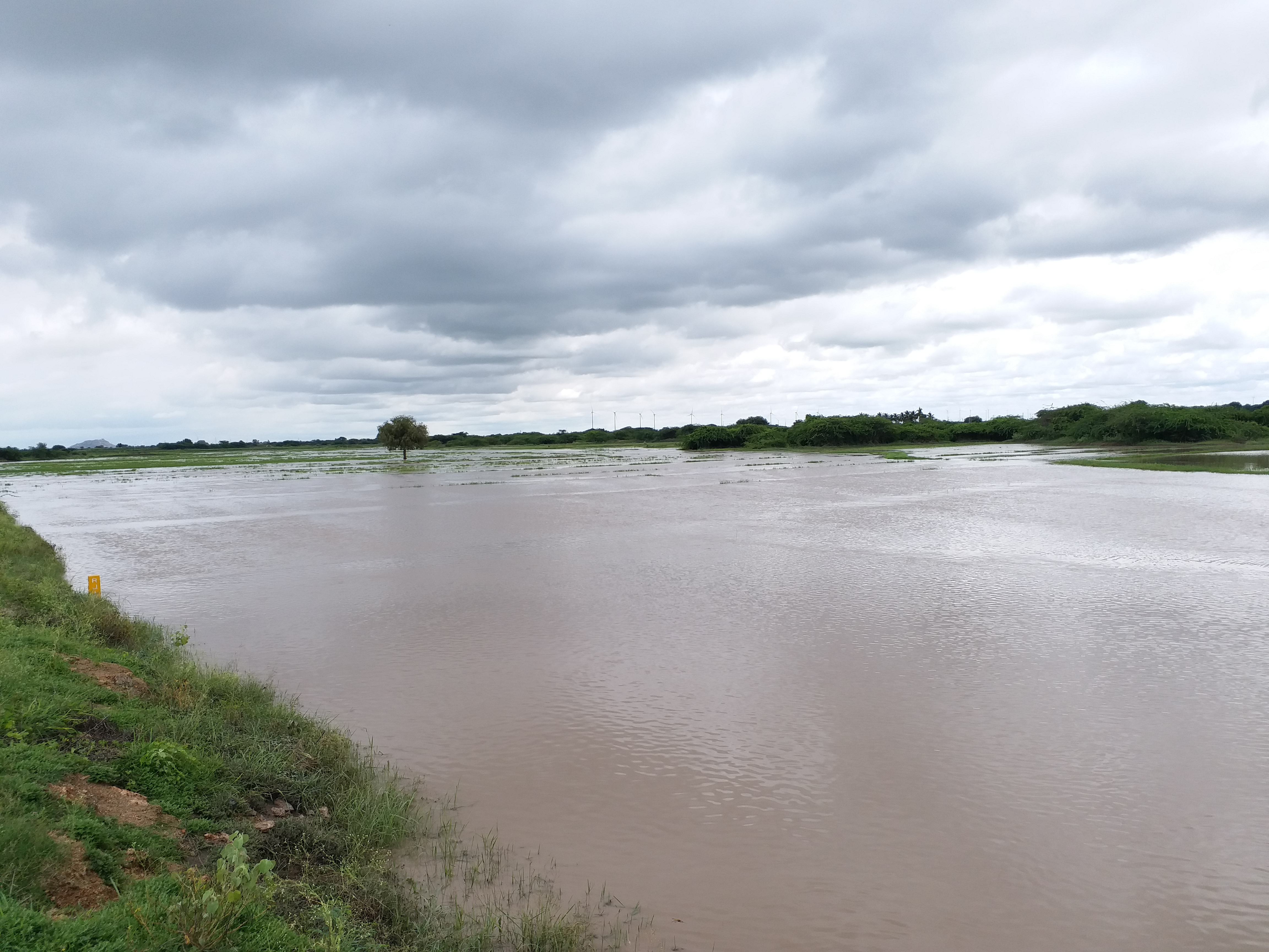 crop loss due to heavy rains in uravakonda ananthapuram district