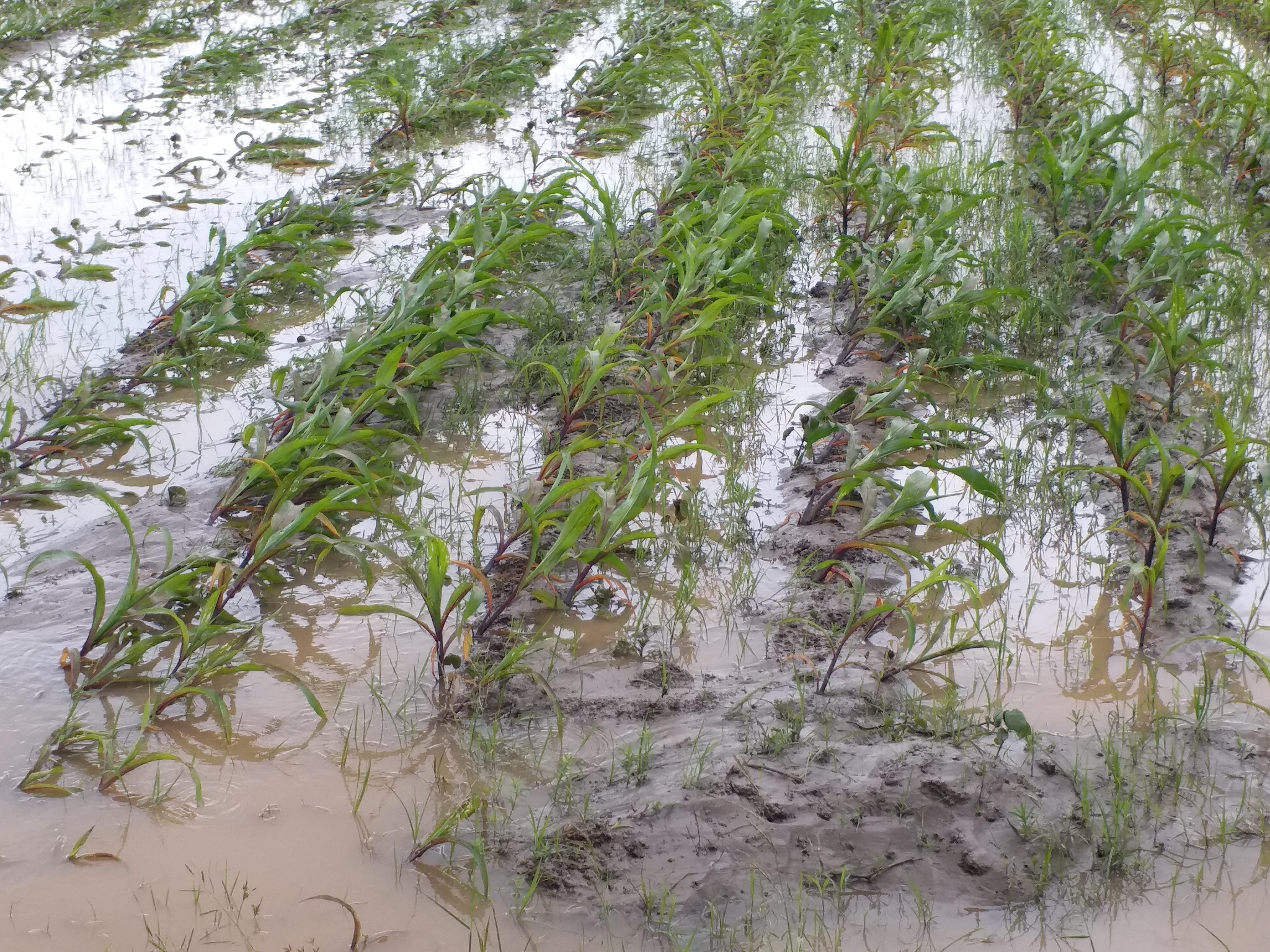 crop loss due to heavy rains in uravakonda ananthapuram district