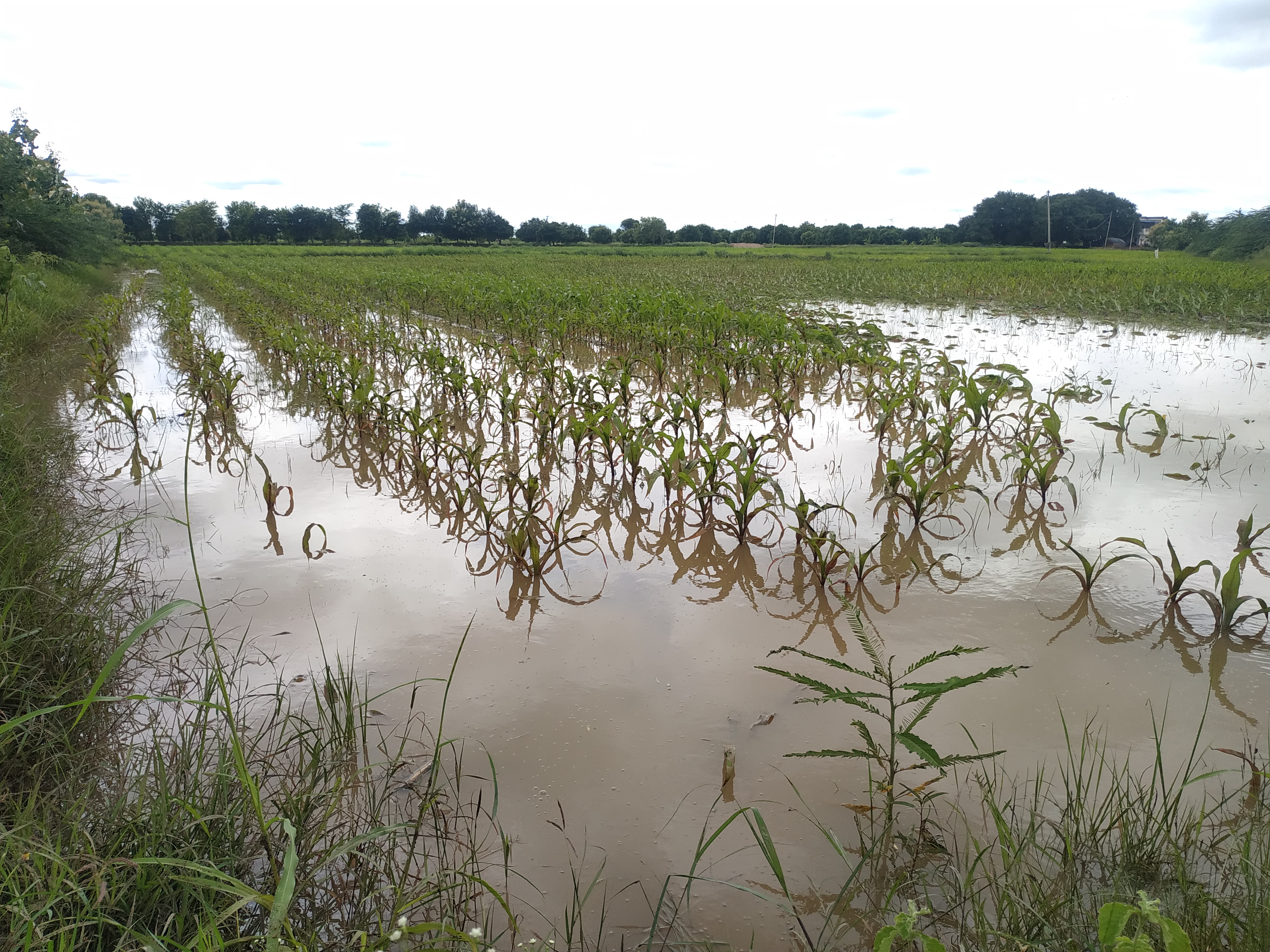 crop loss due to heavy rains in uravakonda ananthapuram district