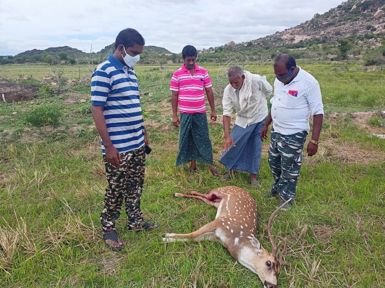 Reedbuck died in dogs attack