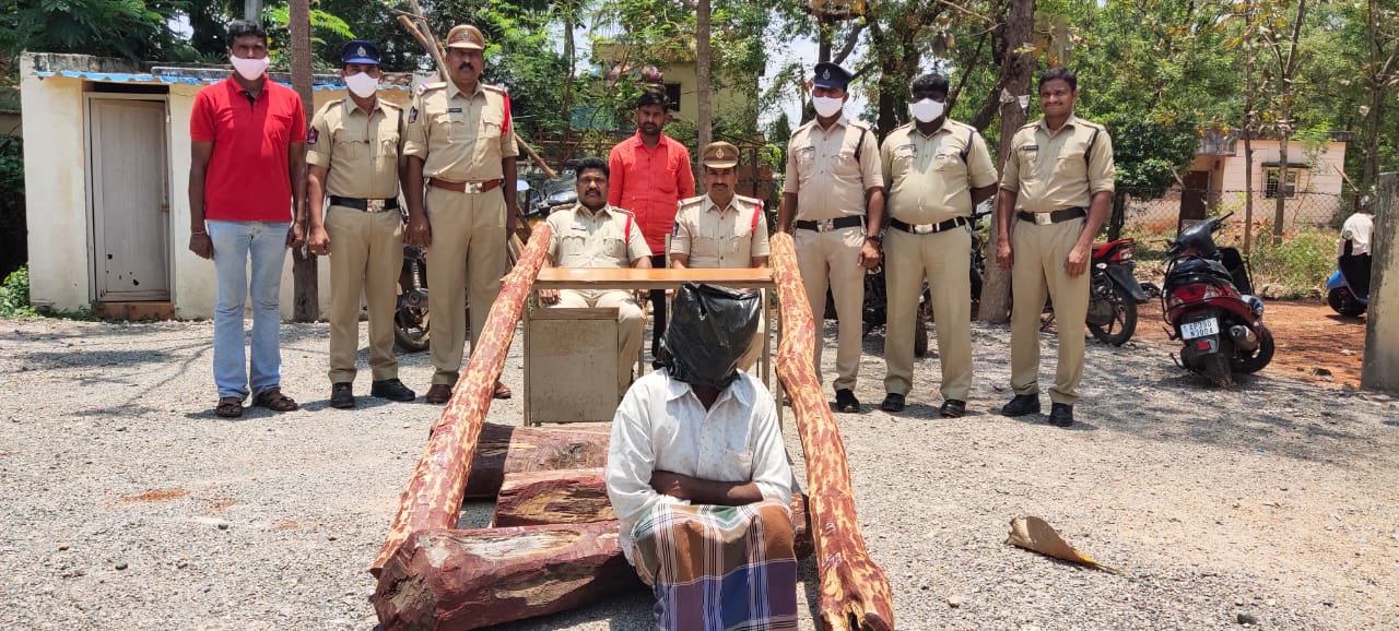 red sandal caught at kadapa district obhulavaripalle