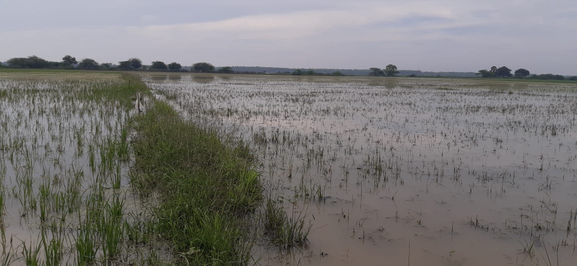 Massive losses for farmers as floods damage crops in Guntur district