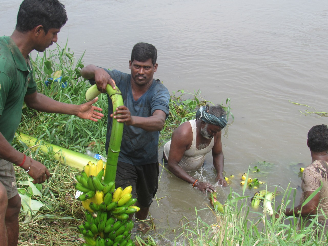 ଗୁଣ୍ଟୁରରେ ଫସଲ ବଞ୍ଚେଇବାକୁ ଚାଷୀଙ୍କ ଆପ୍ରାଣ ଉଦ୍ୟମ