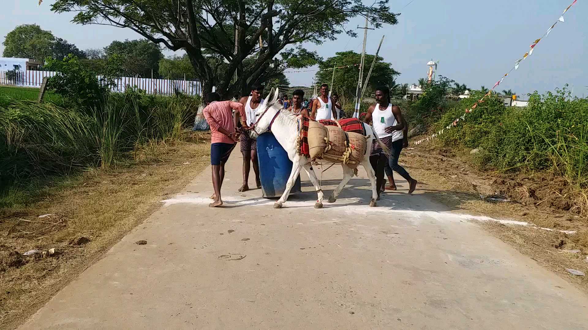 गधों को पीठ पर 100 किलो तक वजनी बालू की बोरियां लादकर दौड़ जीतनी होती है