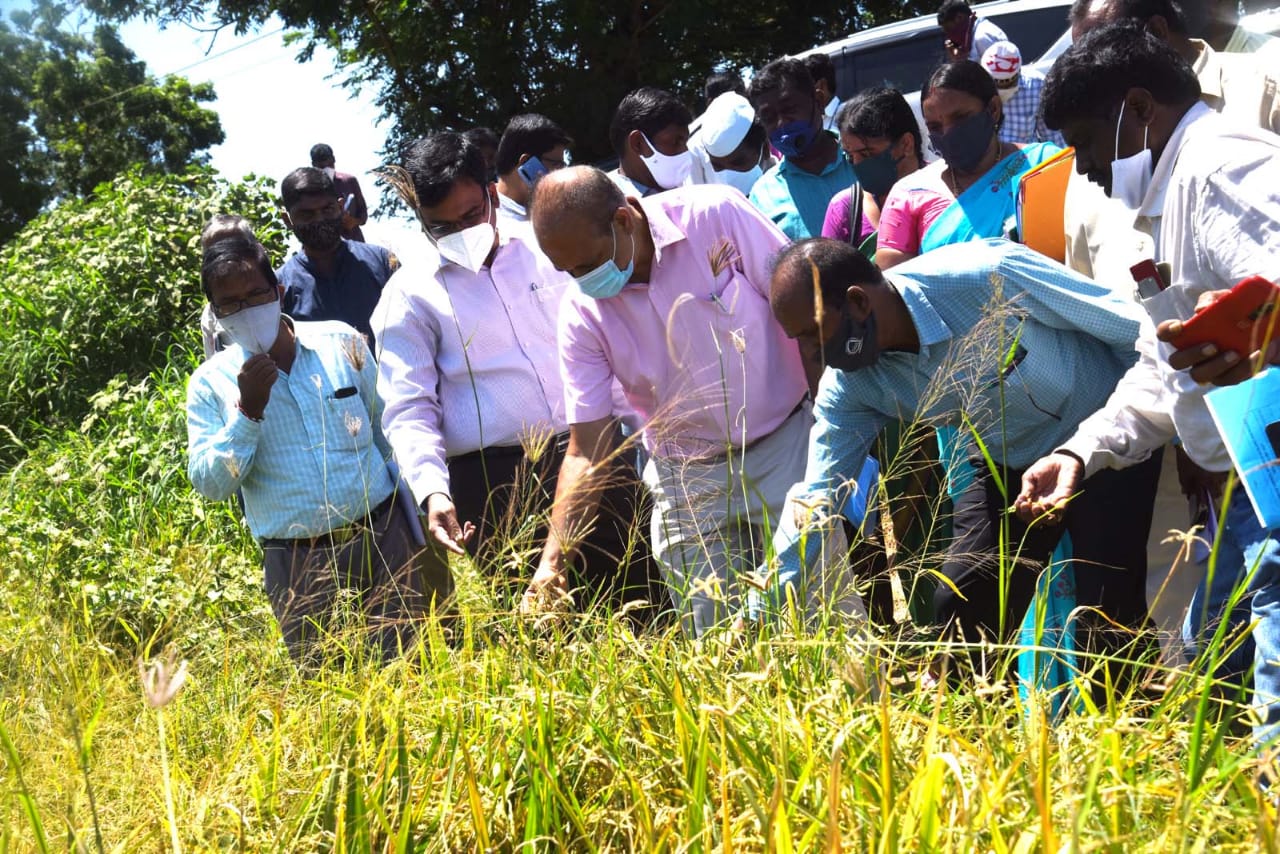 Commissioner of Agriculture visits  areas in Kodavalur