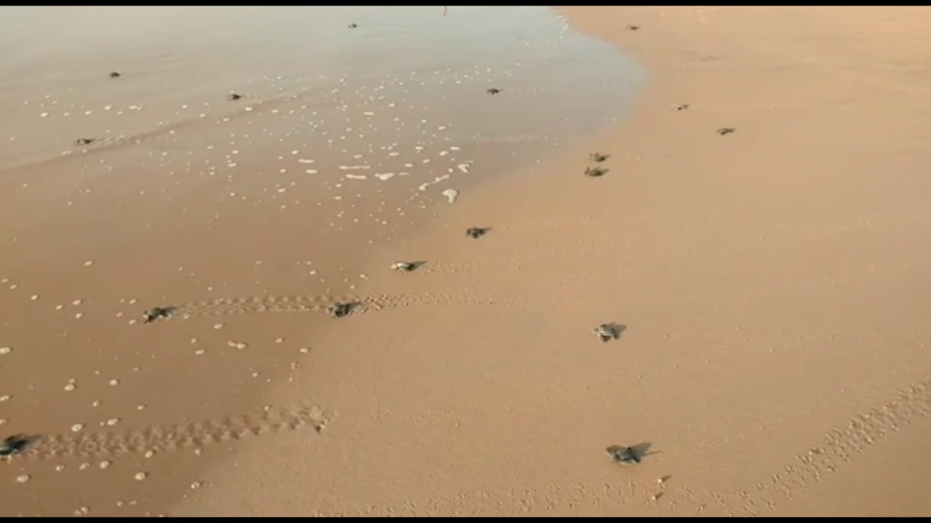 officers  released the baby turtles into the sea at motupalli