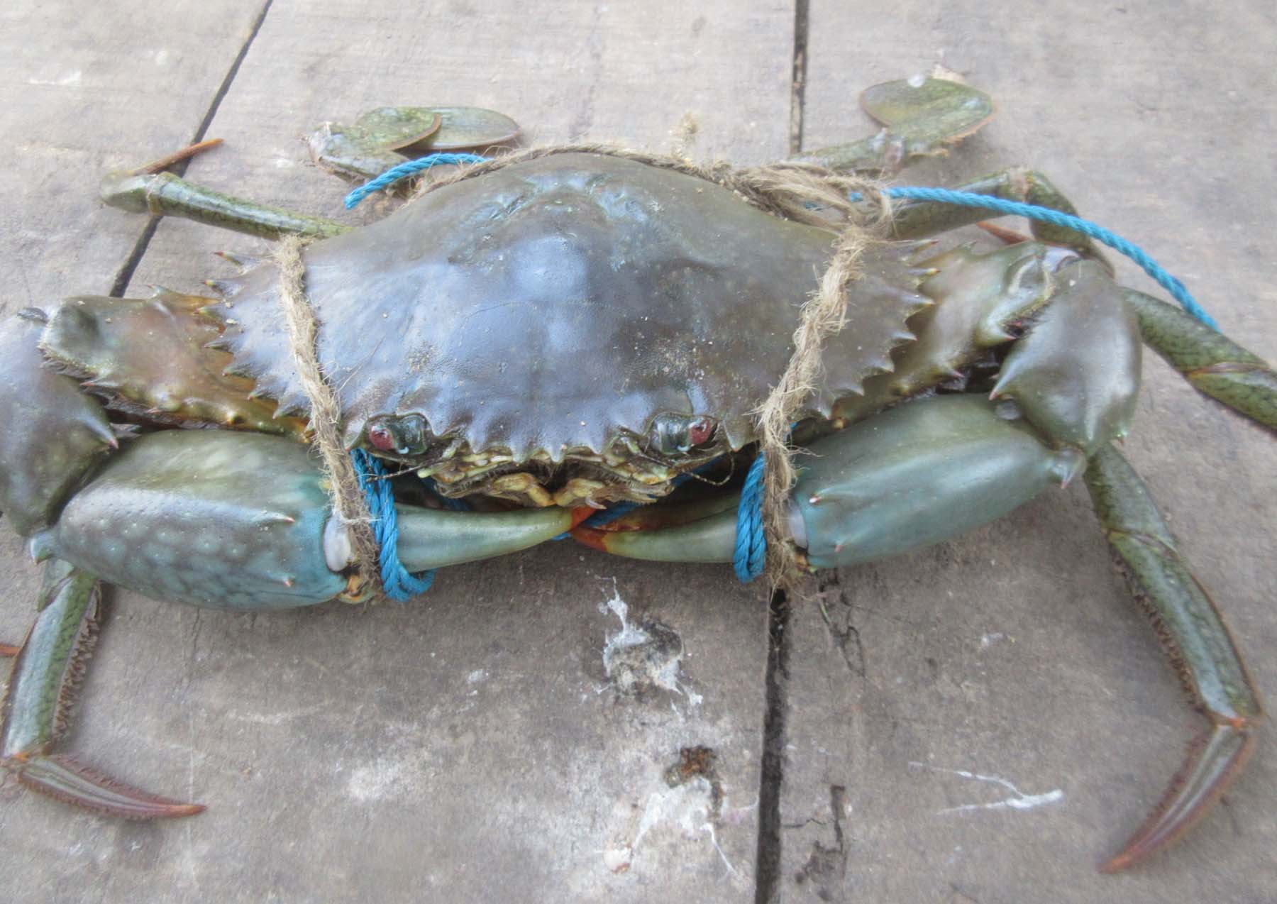 crab sold in east godavari district p.gannavaram fish market for 400 rupees