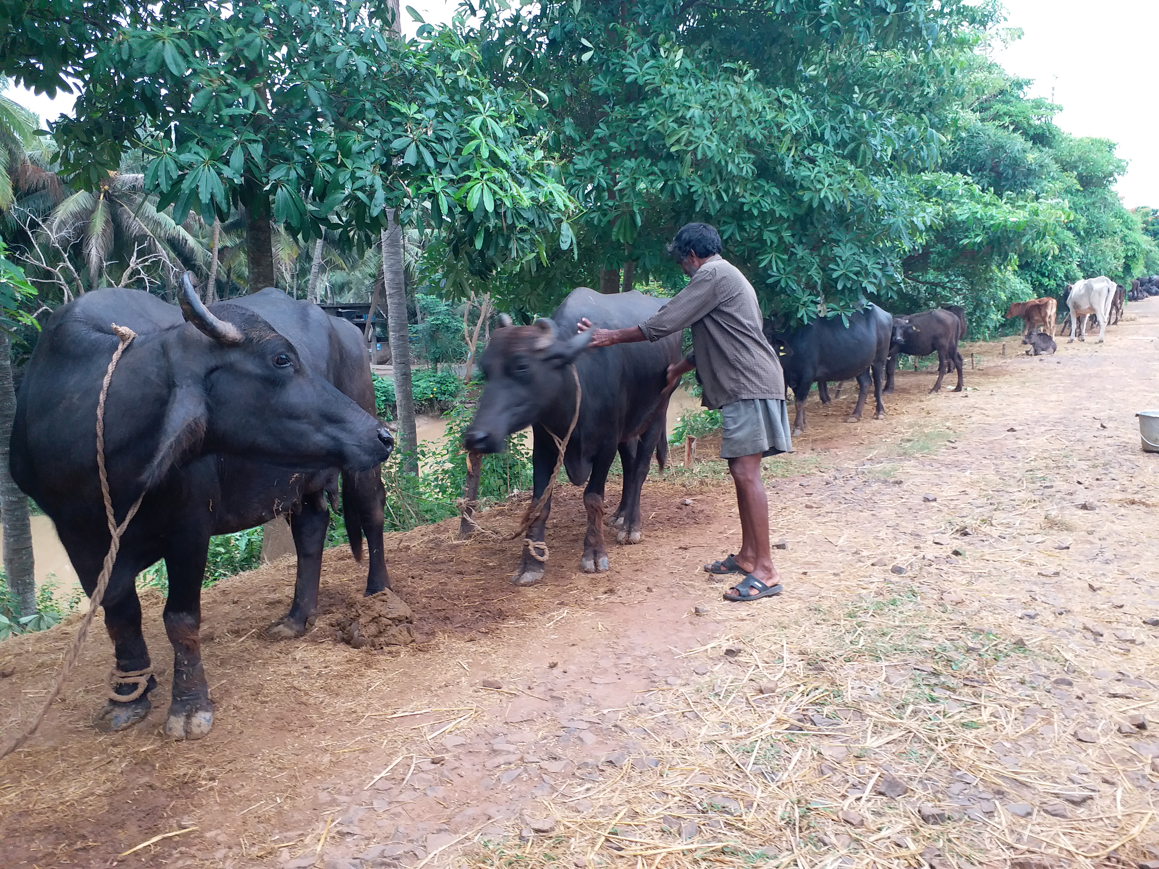 no grass for cattle due to flood at  east godavari