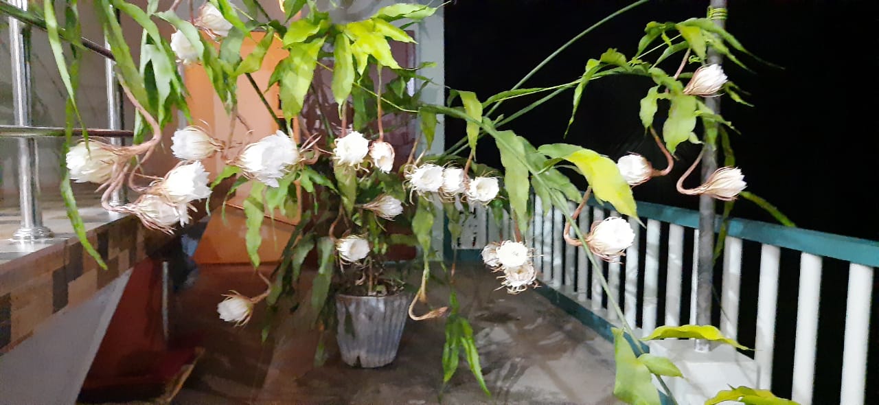 Brahma lotus flowers blooms only at night time in andhrapradesh