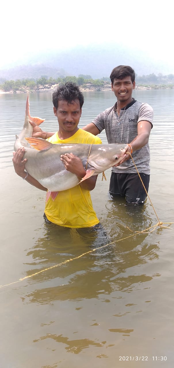 22kg  big fish found at godavari