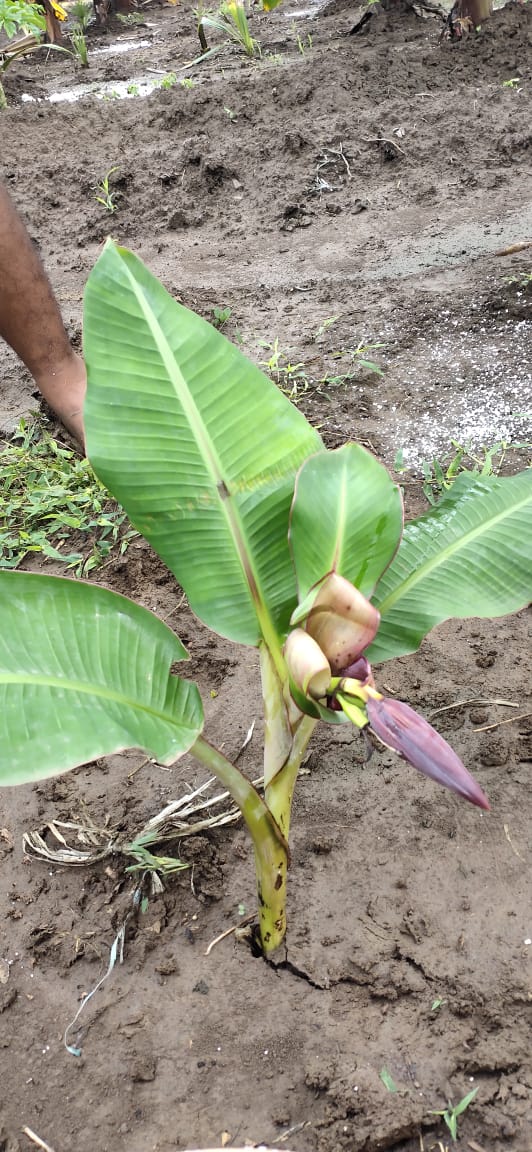 ஒரே அடி வளர்ந்த வாழை மரம் - வழைப்பூ தந்துள்ளது