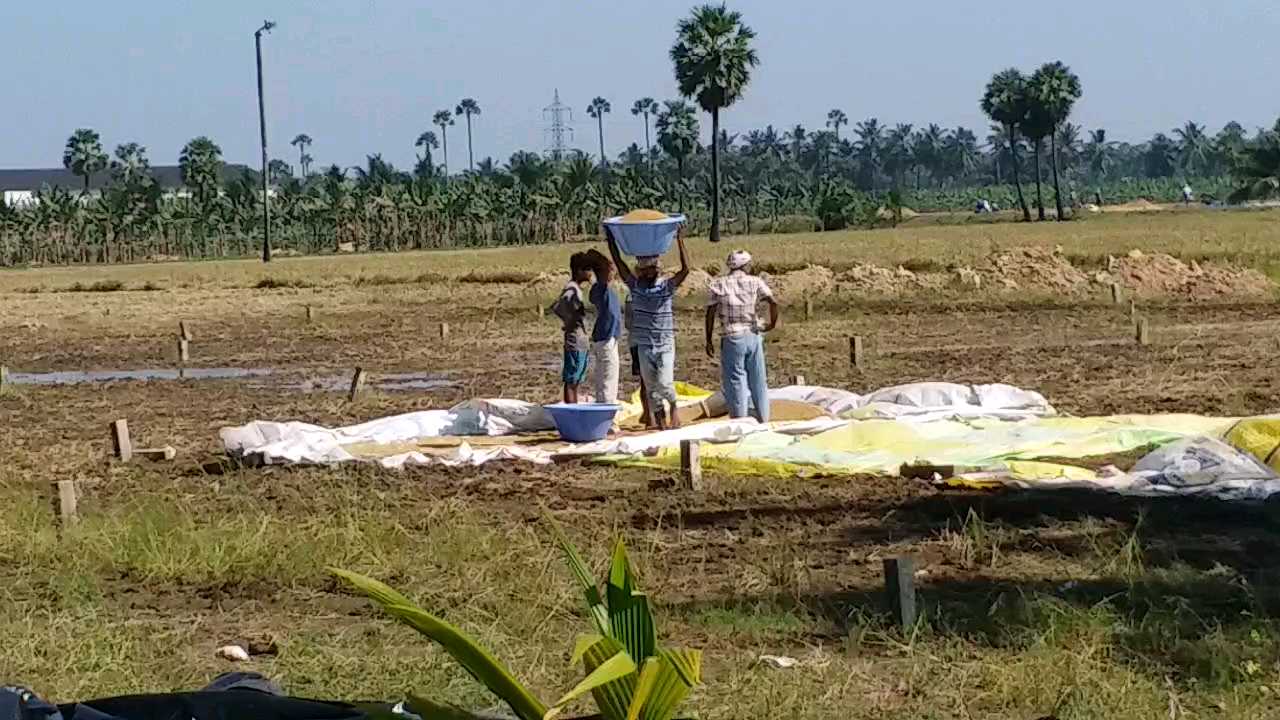 నివర్ తుఫాన్ ప్రభావం వరి పంట నష్టం