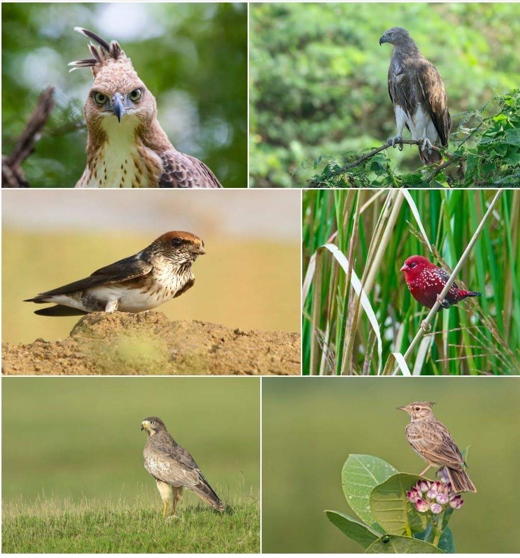 Vizag Zoo schedules bird walk series today