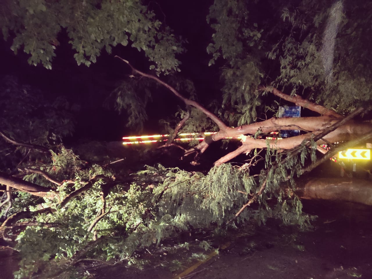 tree fell at kanumadari