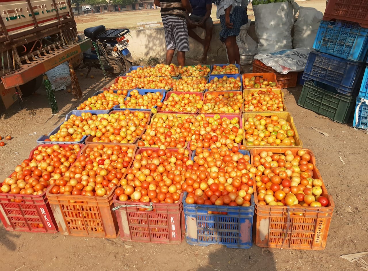 tomato farmers difficulties