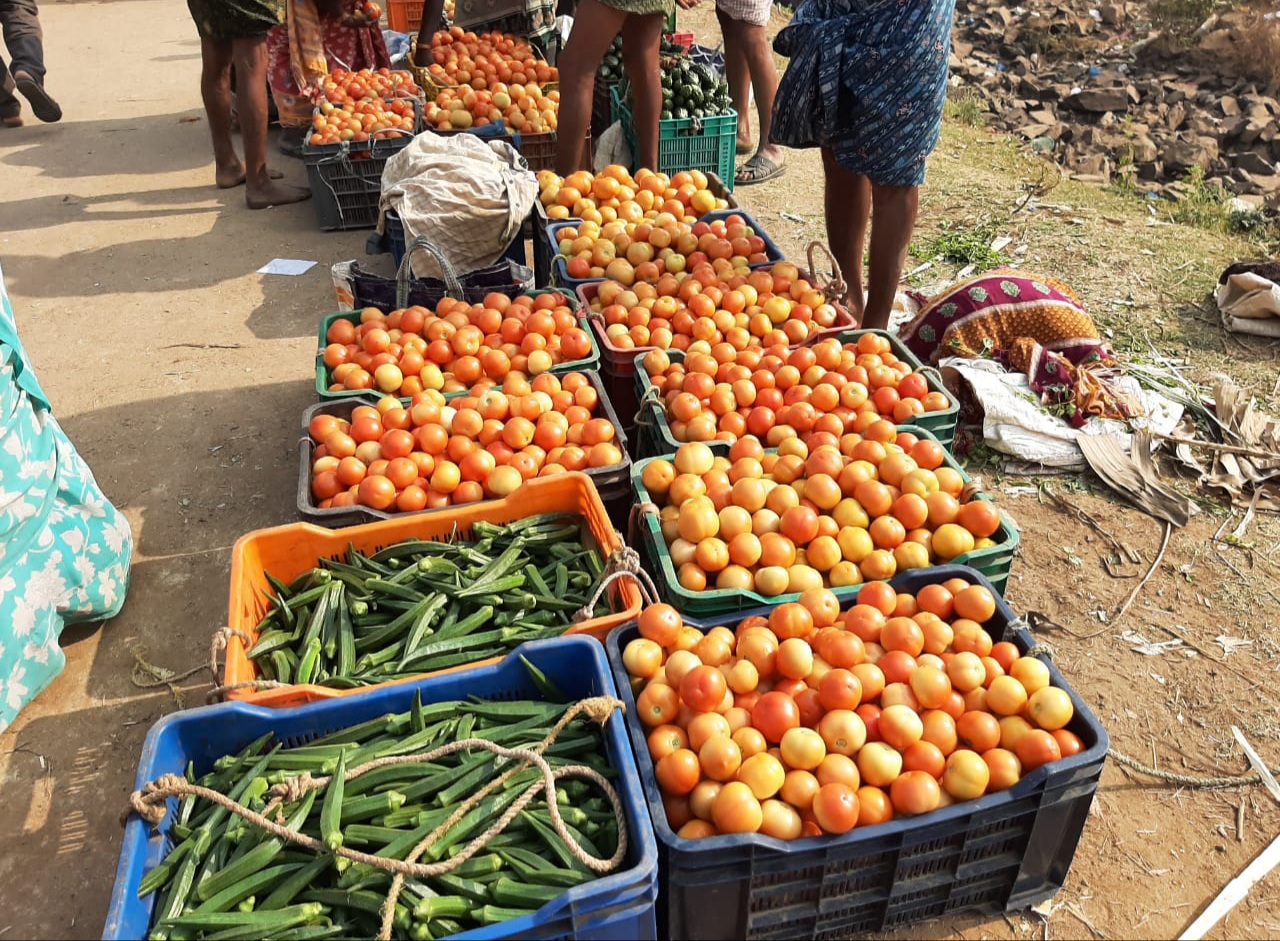 tomato farmers difficulties