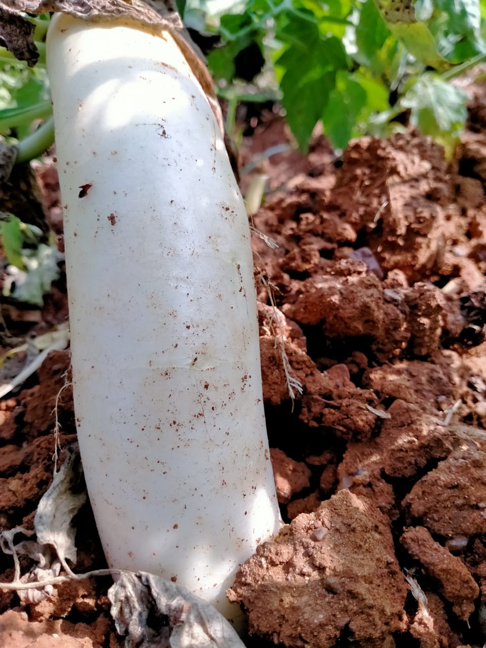 big-size-radish-in-vishaka in andhra pradesh