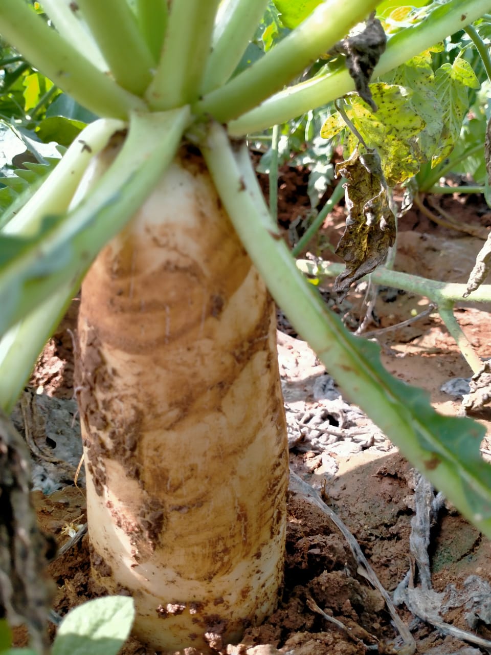 big-size-radish-in-vishaka in andhra pradesh