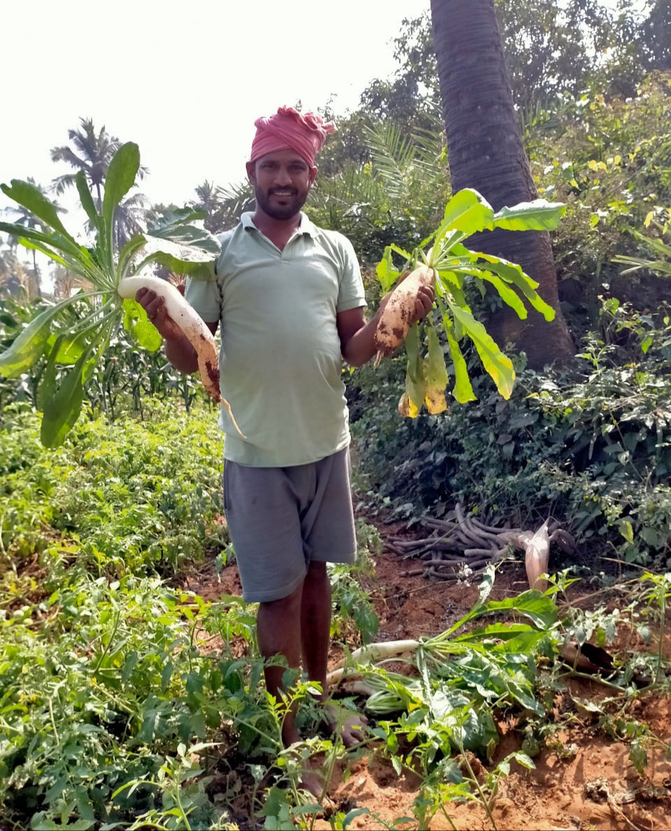 big-size-radish-in-vishaka in andhra pradesh