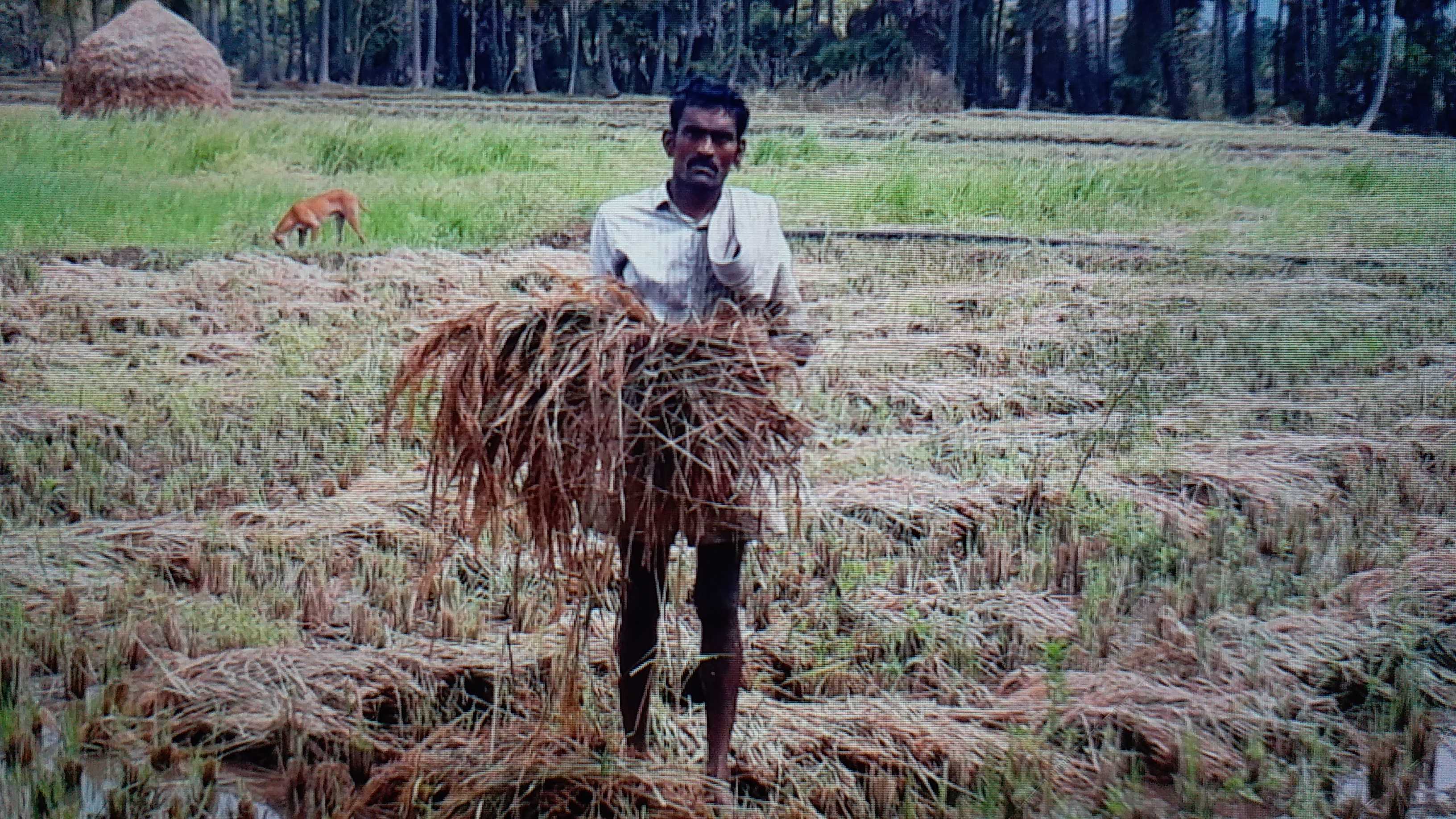 farmers affected with rain in yalamanchili