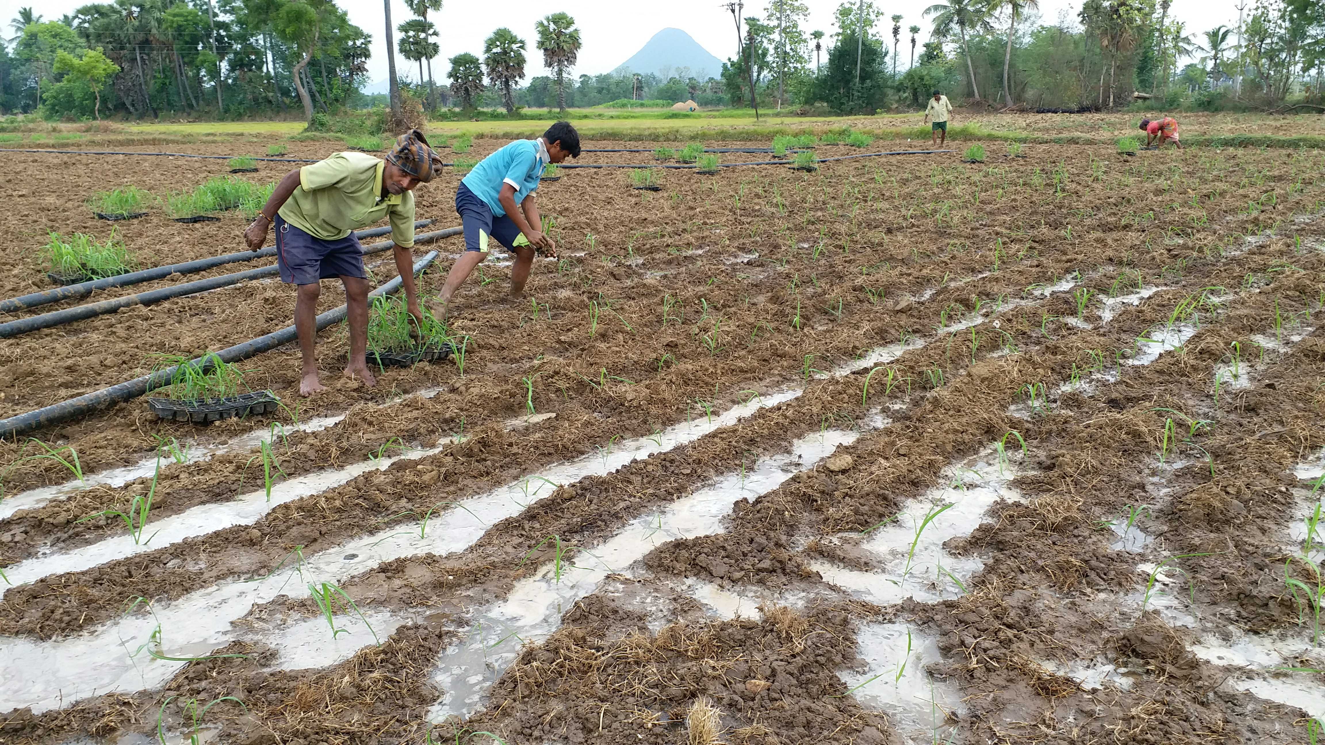 farmers started sowing sugrcane crops in govada