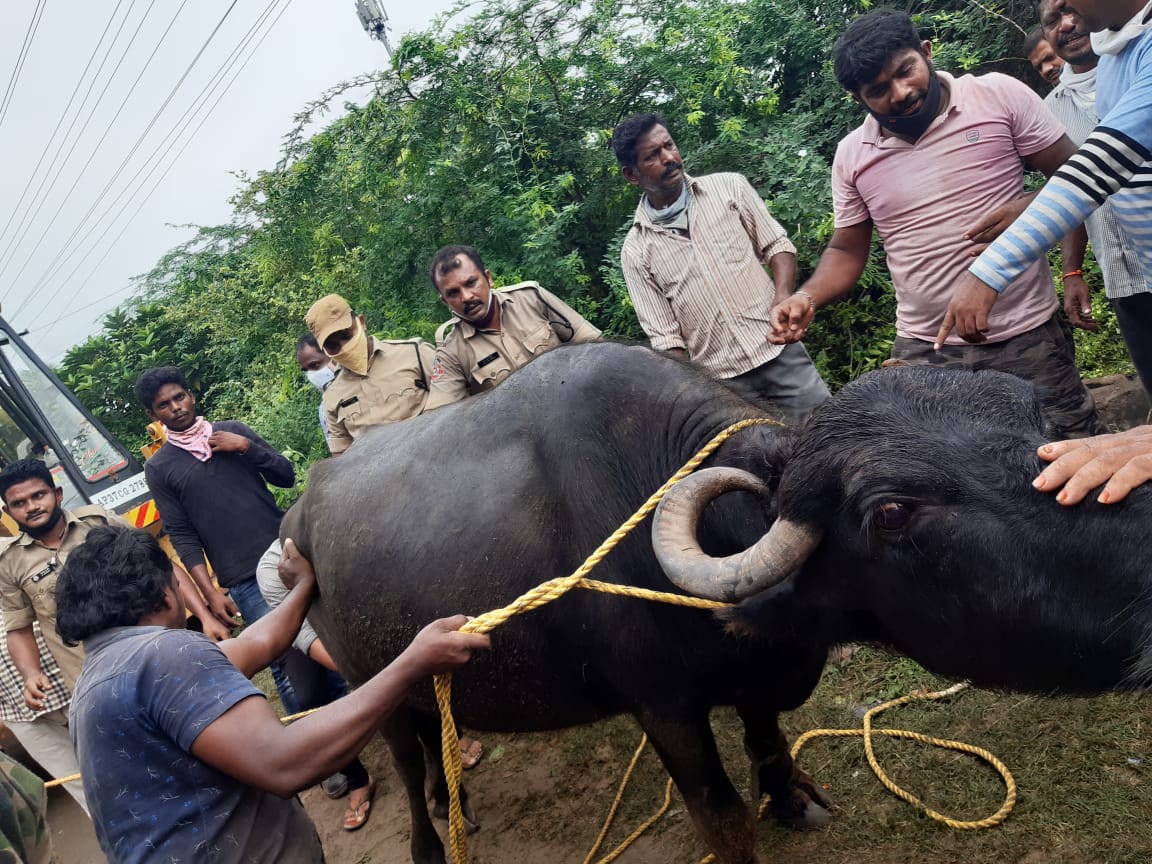 buffalo rescued after falling into open drain