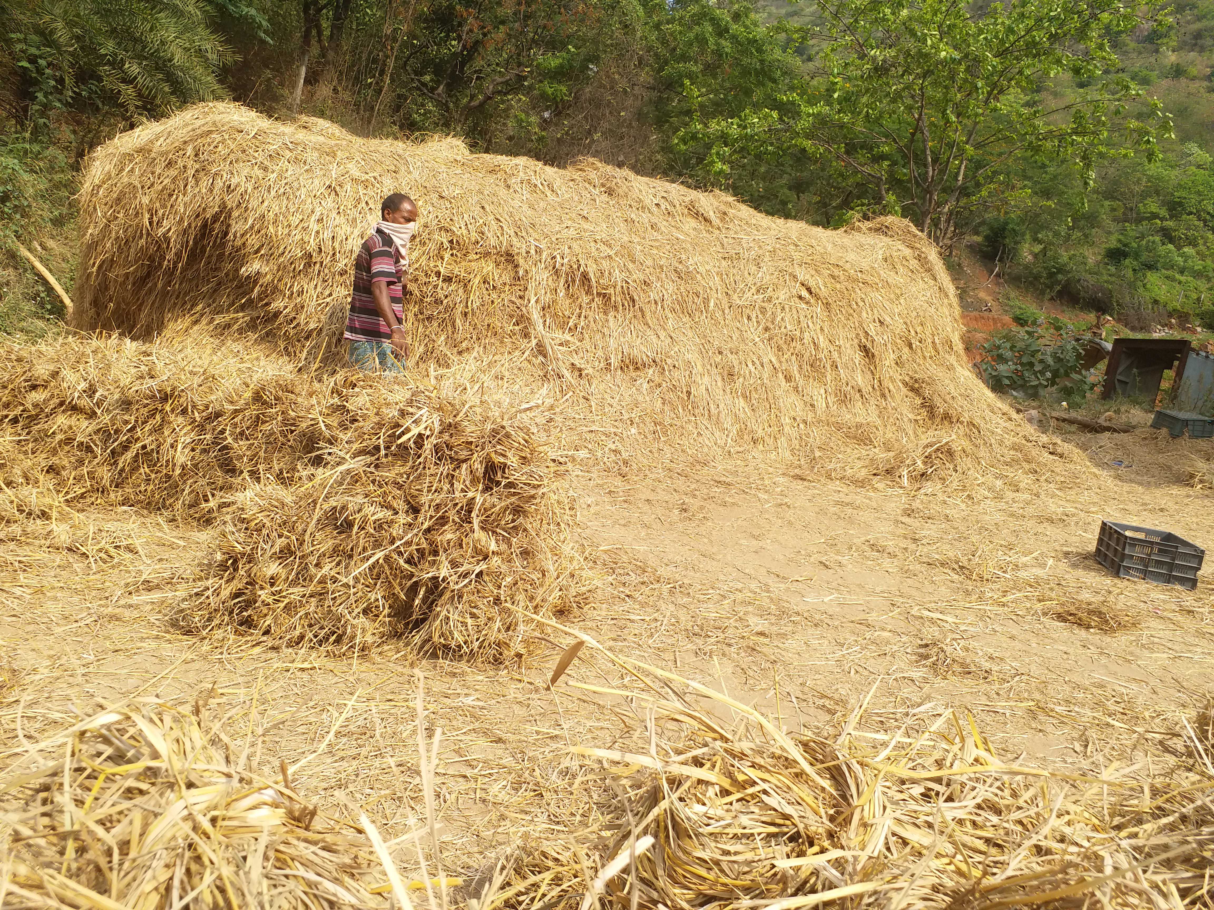 fodder scarcity in vizag city