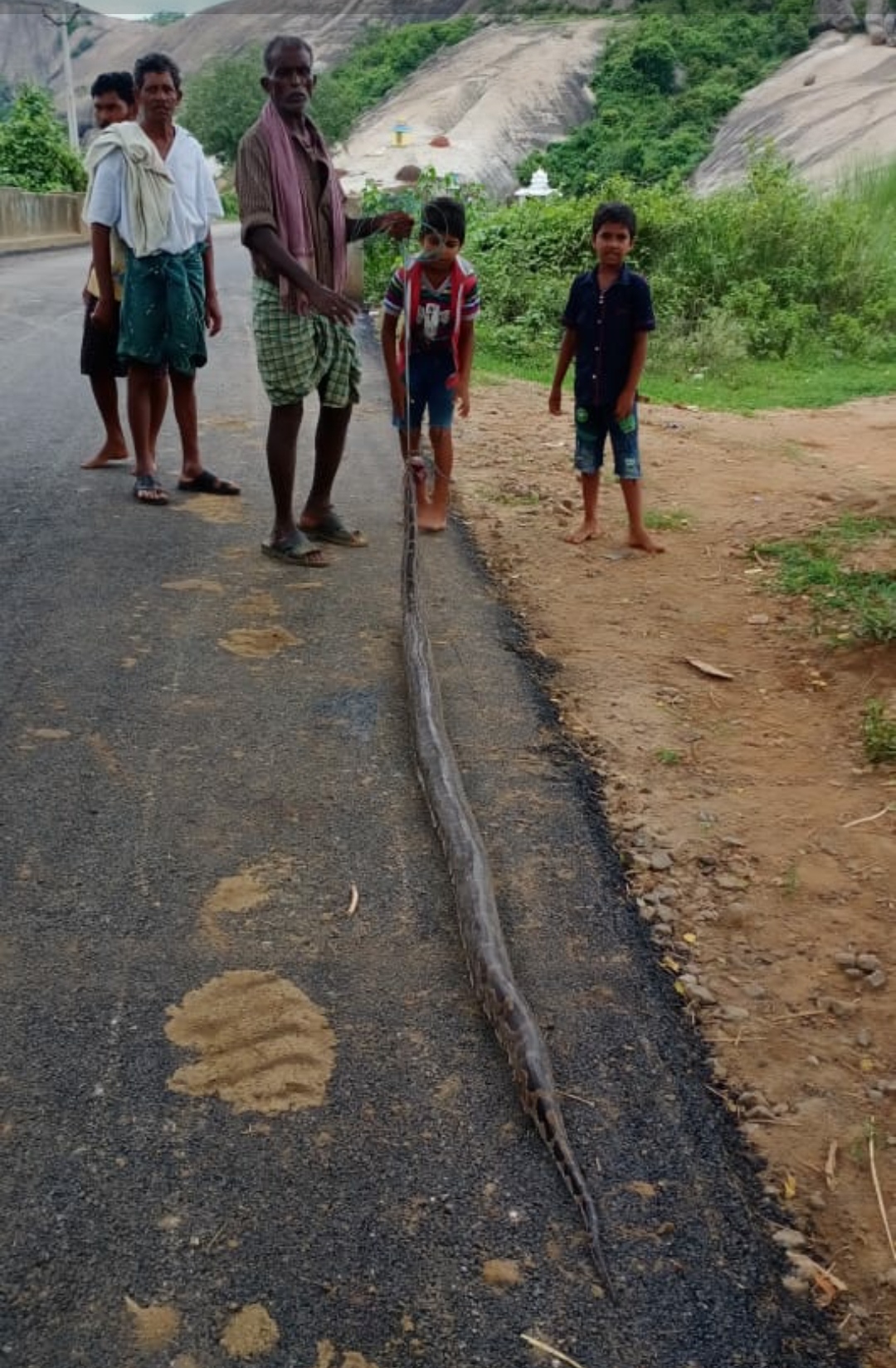 snake caught and killed in vijayanagaram district