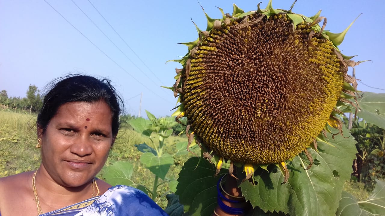 many flowers for sunflower plant