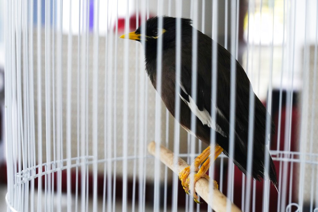 Juji, a rescued yellow-beaked mynah carried into the United Arab Emirates by a fleeing Afghan refugee, sits in a cage at the French ambassador's home in Abu Dhabi, United Arab Emirates,