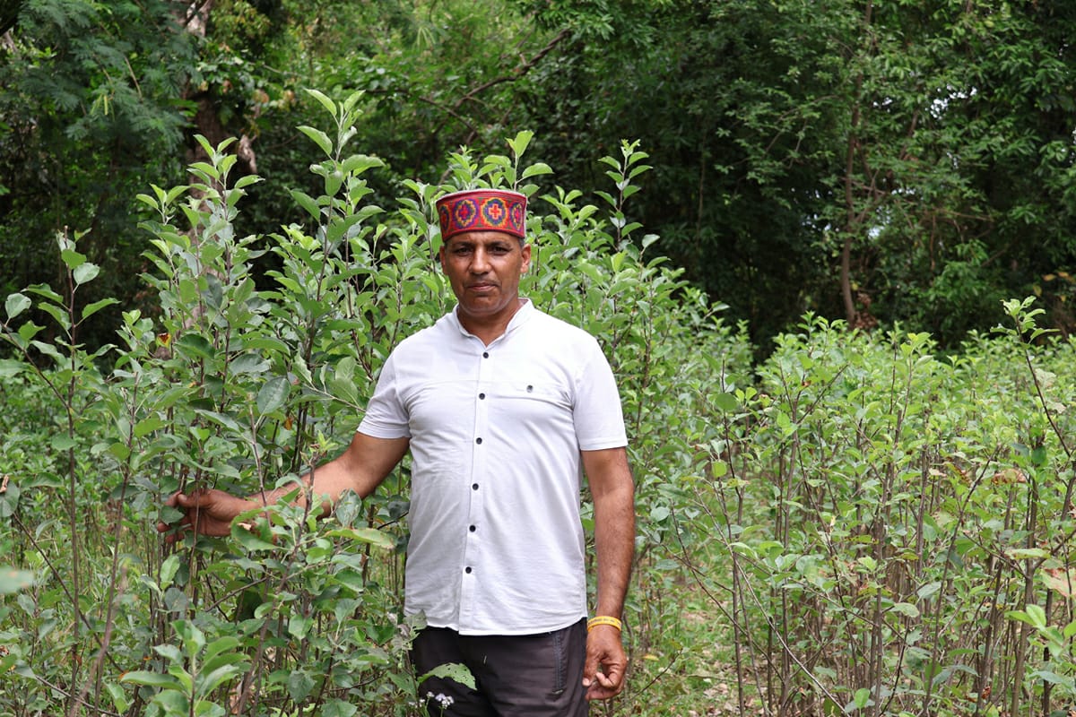 Purna Chand produced apples in Shahpur of Kangra.