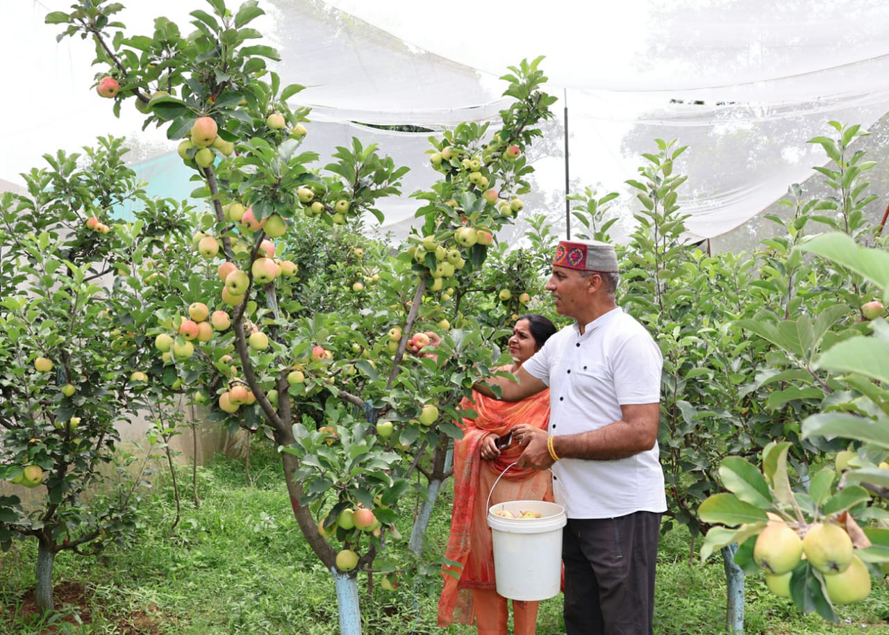 Purna Chand produced apples in Shahpur of Kangra.