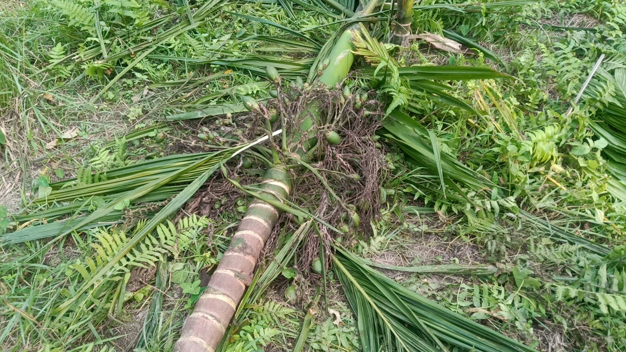 বাক্সাৰ কুমাৰীকাটাত বন্যহস্তীৰ উপদ্ৰৱ