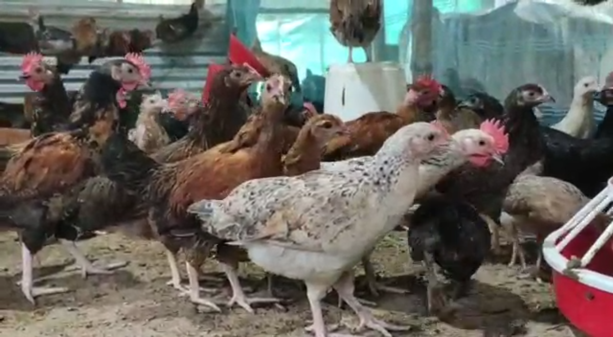 educated youth make a great income by raising poultry farm