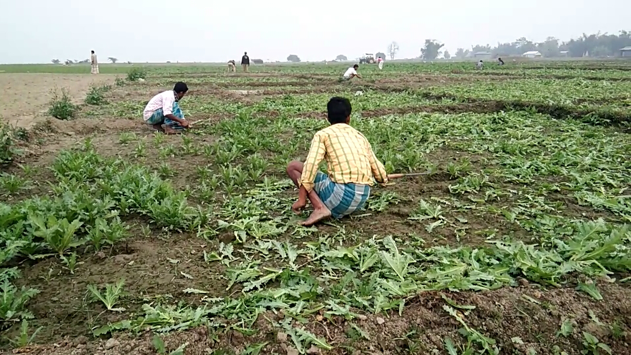 barpeta police destoryed bighas of opium cultivation