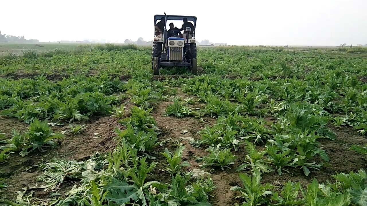 barpeta police destoryed bighas of opium cultivation