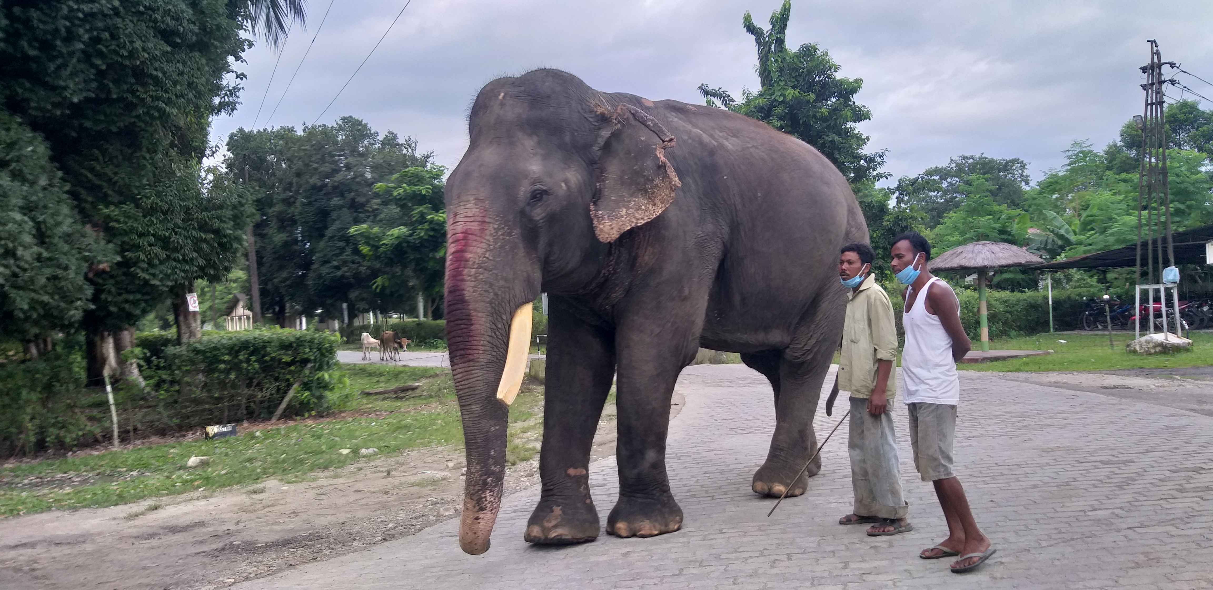 বিজুলী প্ৰসাদ