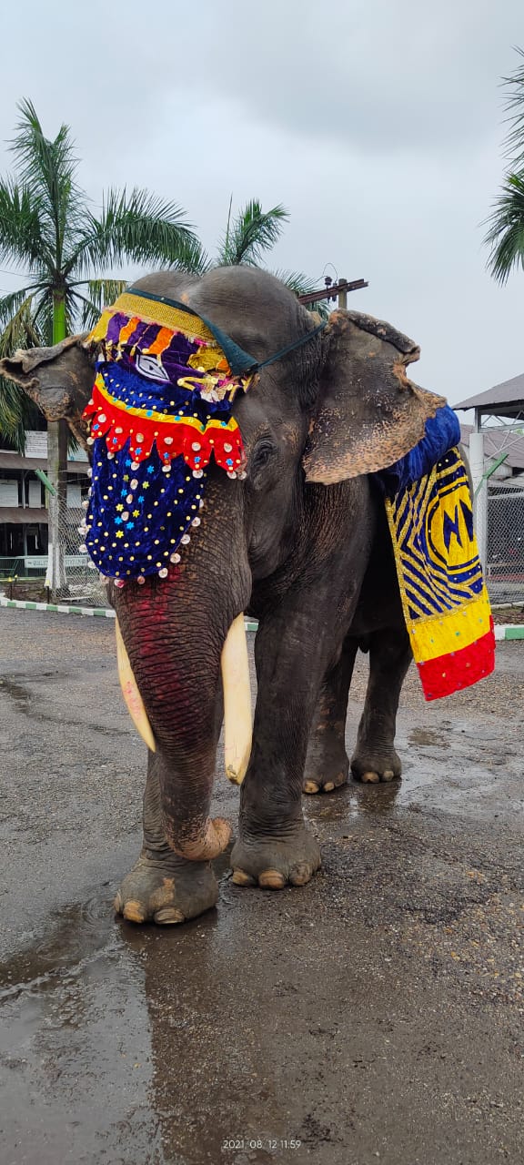 world elephanta day