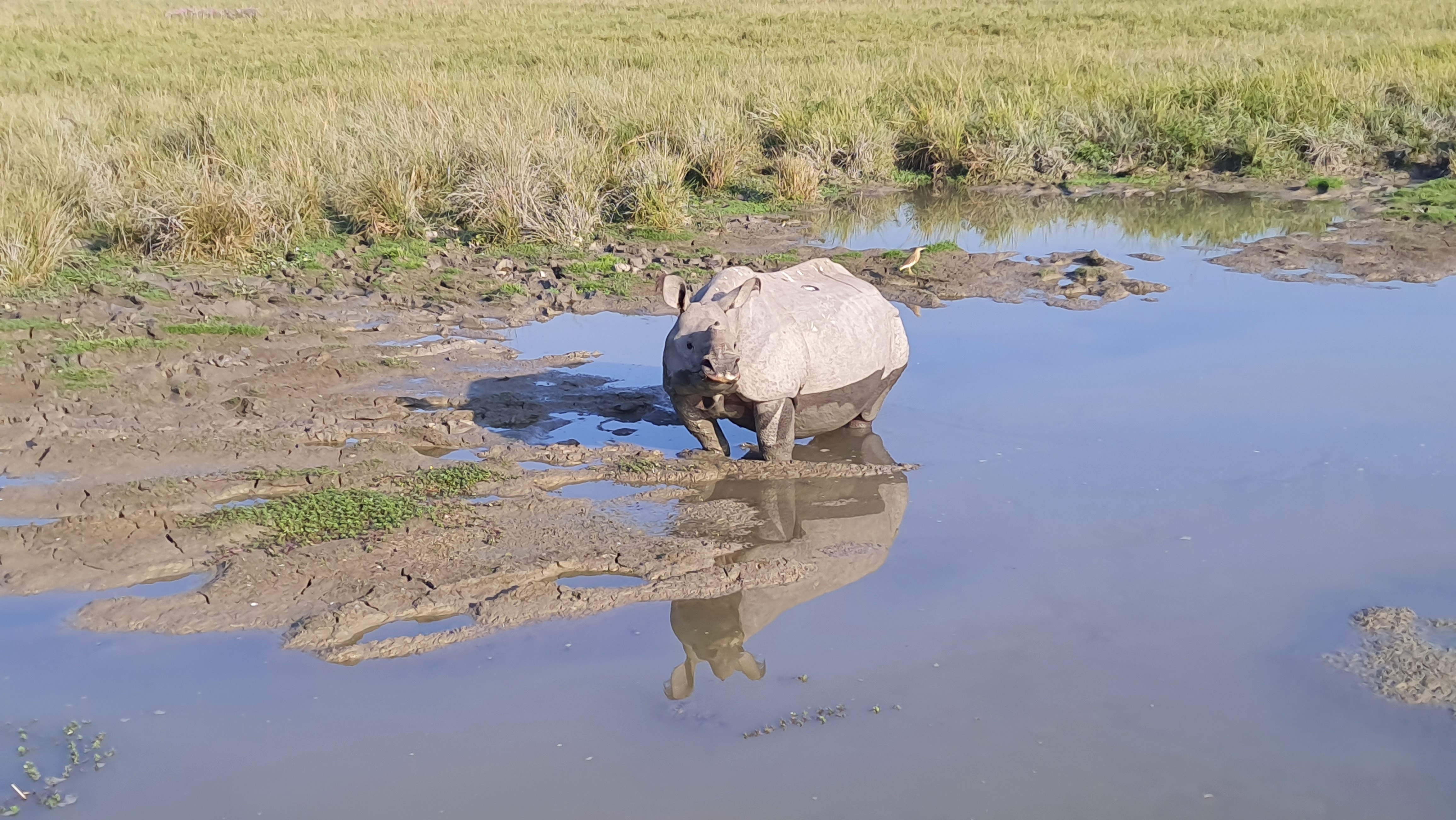 rush  of Tourist in Kaziranga National Park