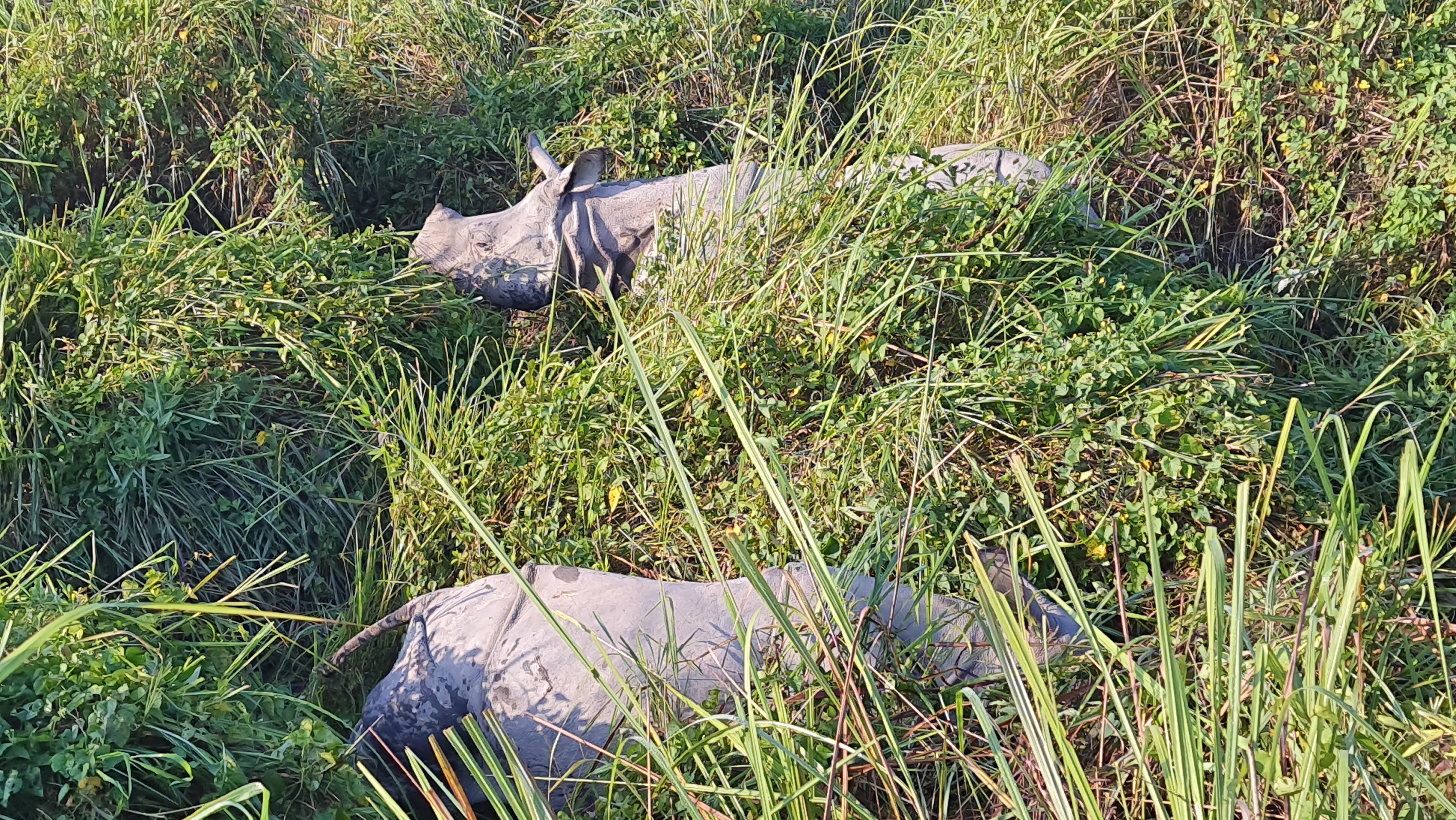 rush  of Tourist in Kaziranga National Park