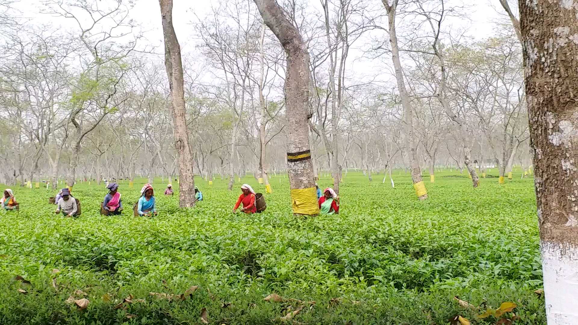 ASSAM MINISTER RANJIT DUTTA DISTRIBUTED RICE IN MUNABARI TEA ESTATE