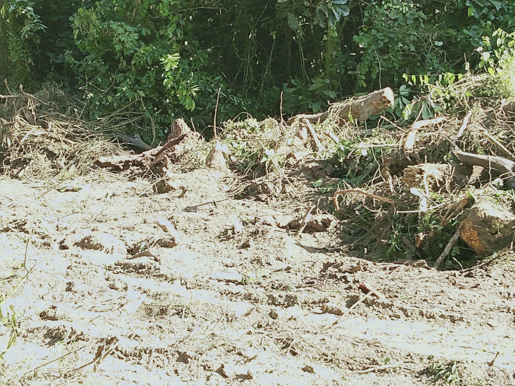 বিহালী