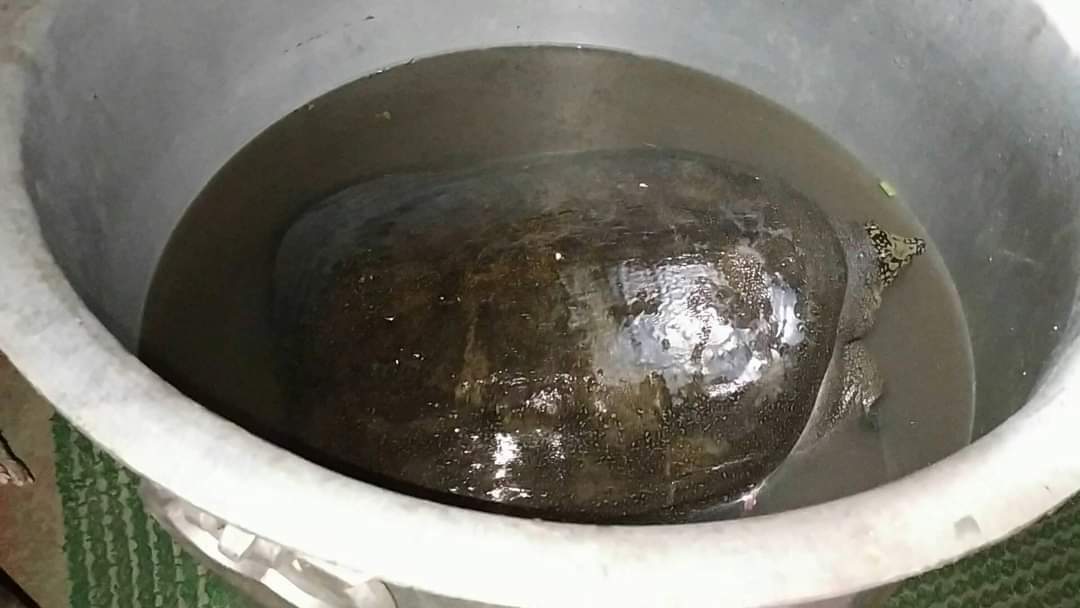 biswanath_gohpur_Rescue_Tortoise