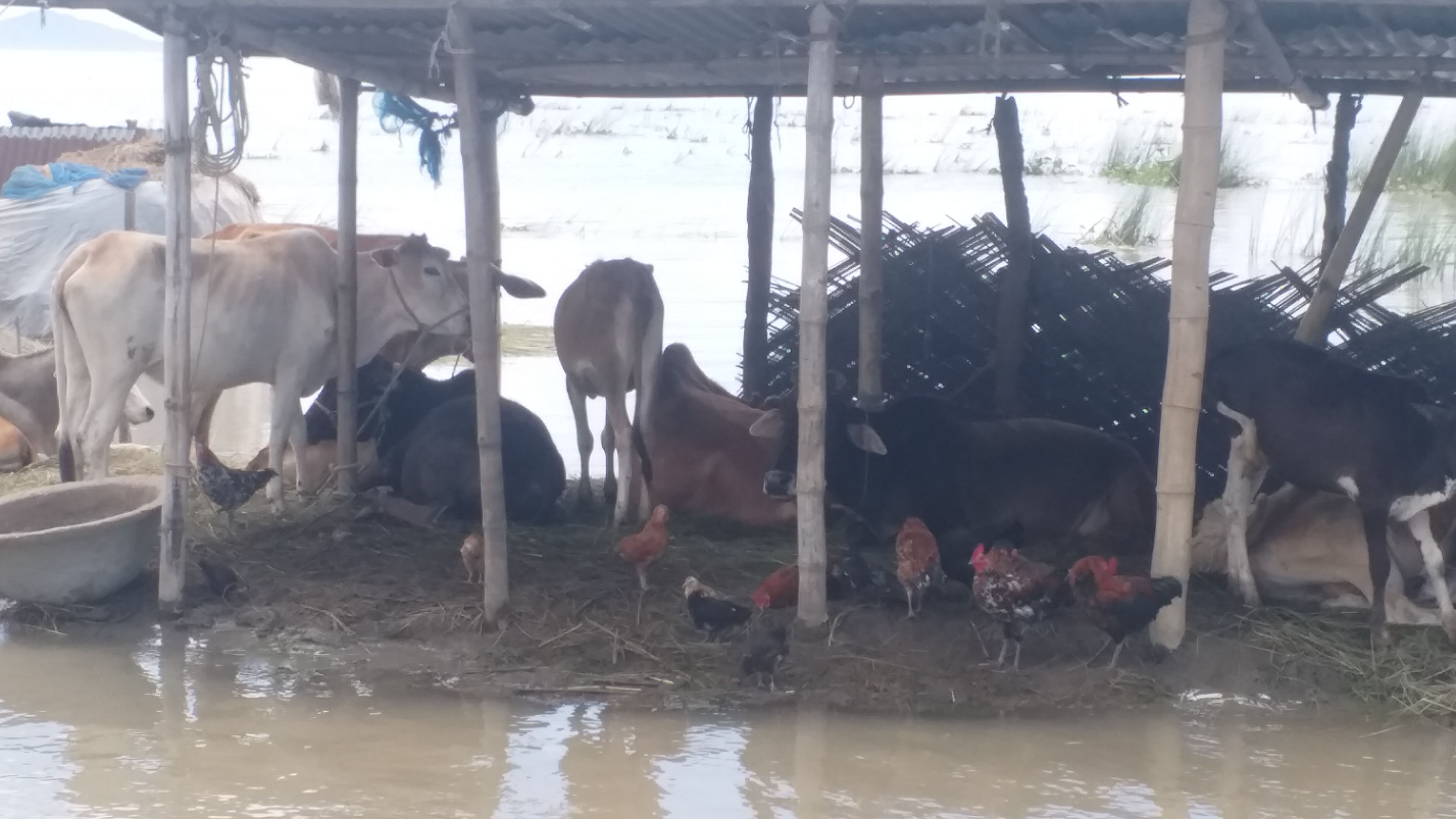 Flood at Bongaigaon